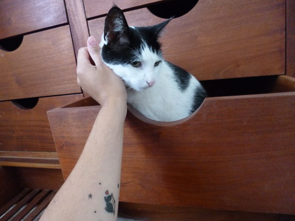 150 Tatuajes de Gatos y 30 Diseños OK - Tatuajes Geniales tatuajes de gatos pequeños mascotas felinos 23 - tatuajes de gatos