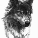 101 Idéias e significados da tatuagem de Lobo - Grandes Tatuagens tatuajes lobos diseños 6 - tatuajes de lobos