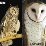 Ideias exclusivas para Tatuagem de Corujas e Lecuzas - Grandes Tatuagens Cuál es la diferencia entre búho y lechuza - tatuajes de búhos