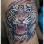 65 Tatuajes de Tigres y sus Significados - Tatuajes Geniales tatuajes tigres brazo hombro 2 - tigres