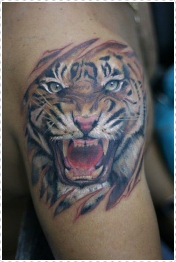 tatuajes tigres brazo hombro 2 - tigres