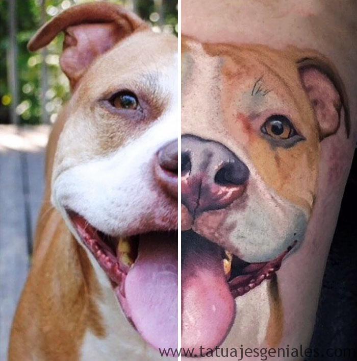 tatuajes perros pitbull 2 - tatuajes de perros