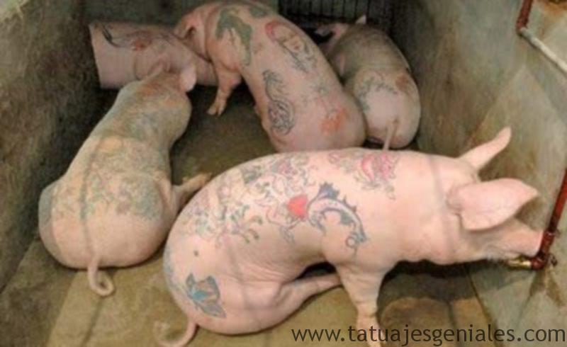 cerdos tatuados 2
