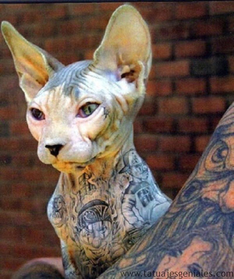 gatos tatuados 1