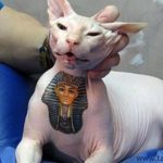 gatos tatuados 3 1 1 - tatuajes de código de barras