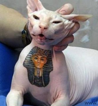 gatos tatuados 3 1 1 -