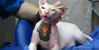 Animales tatuados ¿Tendencia de moda o Maltrato animal? gatos tatuados 3 1 1 390x200