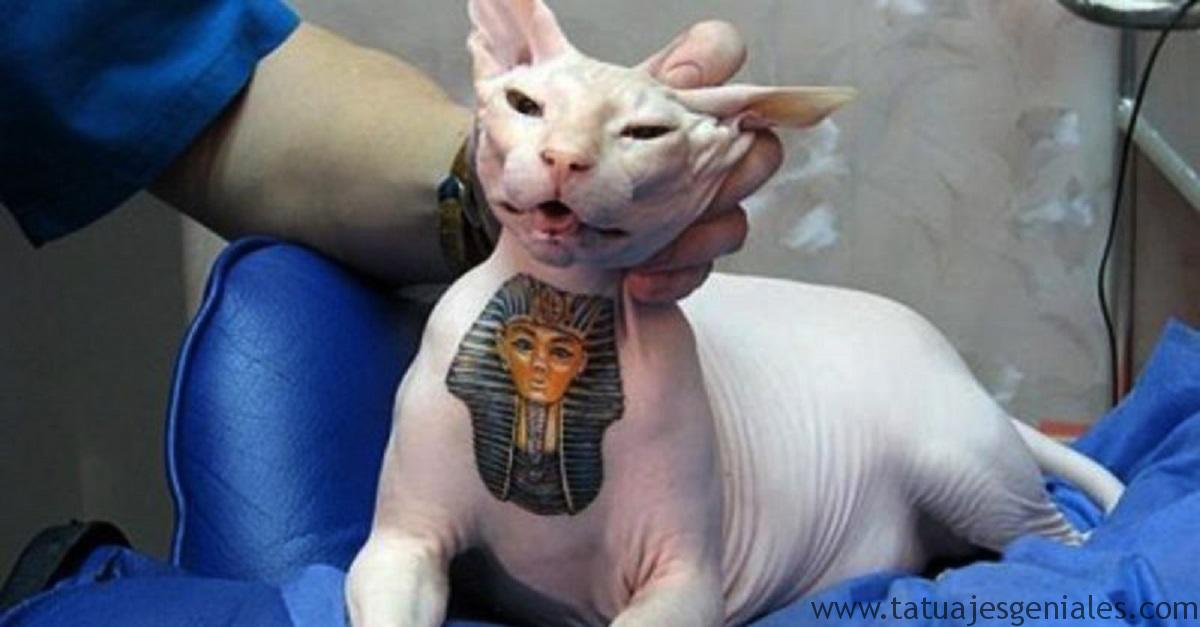 gatos tatuados 3 1 1 - cremas para tatuajes