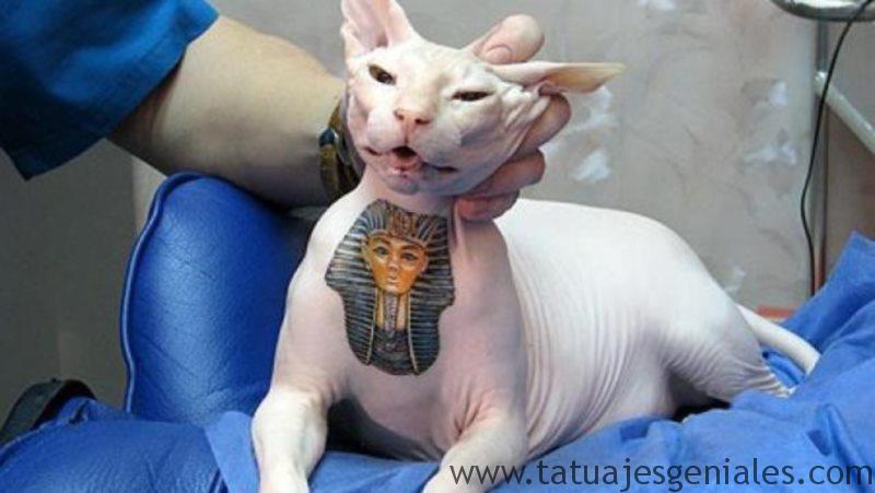 gatos tatuados 3