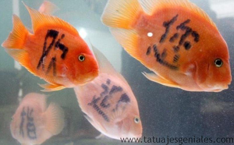 peces tatuados