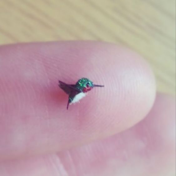 colibri pequeños 6 - tatuajes de colibrí