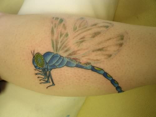fotos libelulas 4 - tatuajes de libélulas